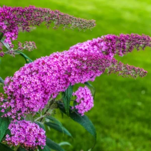 Pink Butterfly Bush Live Plants - 2 Pack Shrub - 4-6 Inch Tall - Flowering Hedge