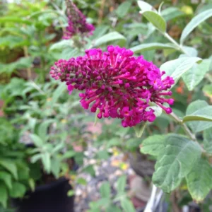 Pink Butterfly Bush Live Plants - 2 Pack Shrub - 4-6 Inch Tall - Flowering Hedge