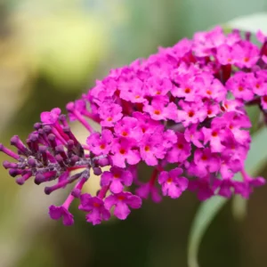 Pink Butterfly Bush Live Plants - 2 Pack Shrub - 4-6 Inch Tall - Flowering Hedge