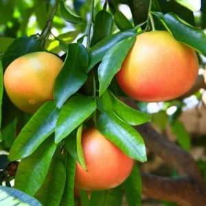 Pink Grapefruit Tree Live Plant 2-3 Ft Tall Pomelo Tree for Planting