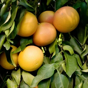 Pink Grapefruit Tree Live Plant 2-3 Ft Tall Pomelo Tree for Planting