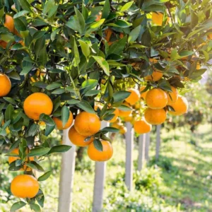 Pink Grapefruit Tree Live Plant 2-3 Ft Tall Pomelo Tree for Planting