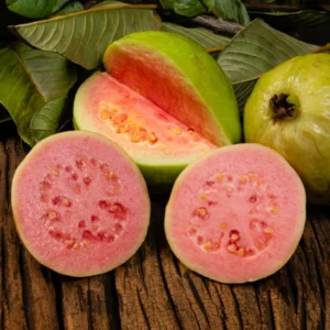 Pink Guava Trees - Guava Fruit Tree - 2 to 3 Feet - 3 Gallon Pot