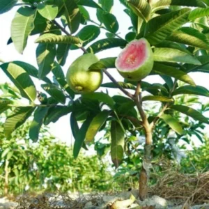 Pink Guava Trees - Guava Fruit Tree - 2 to 3 Feet - 3 Gallon Pot