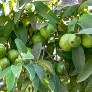 Pink Guava Trees - Guava Fruit Tree - 2 to 3 Feet - 3 Gallon Pot