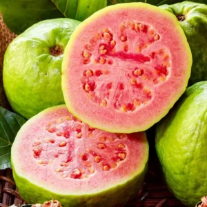 Pink Guava Trees - Guava Fruit Tree - 2 to 3 Feet - 3 Gallon Pot
