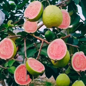 Pink Guava Trees - Guava Fruit Tree - 2 to 3 Feet - 3 Gallon Pot