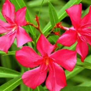 Pink Oleander Plant Live Shrub 3-5 Inch Tall Indoor Outdoor