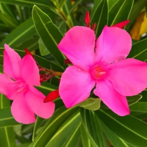 Pink Oleander Plant Live Shrub 3-5 Inch Tall Indoor Outdoor