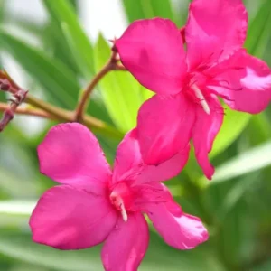 Pink Oleander Plant Live Shrub 3-5 Inch Tall Indoor Outdoor