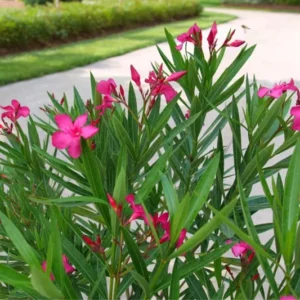 Pink Oleander Plant Live Shrub 3-5 Inch Tall Indoor Outdoor