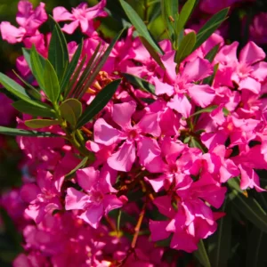 Pink Oleander Plants Live Flowering Bush Shrub - 4 Starter Plants