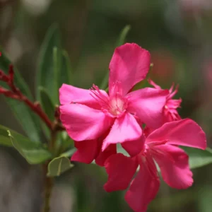 Pink Oleander Plants Live Flowering Bush Shrub - 4 Starter Plants