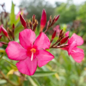 Pink Oleander Plants Live Flowering Bush Shrub - 4 Starter Plants