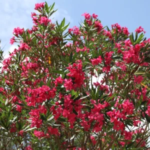 Pink Oleander Plants Live Flowering Bush Shrub - 4 Starter Plants
