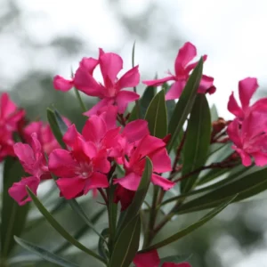 Pink Oleander Plants Live Flowering Bush Shrub - 4 Starter Plants