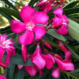 Pink Oleander Plants - Pack of 2 Outdoor Flower Plants 4-6 Inch Tall