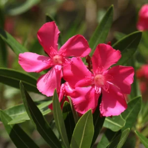 Pink Oleander Plants - Pack of 2 Outdoor Flower Plants 4-6 Inch Tall
