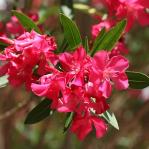 Pink Oleander Plants - Pack of 2 Outdoor Flower Plants 4-6 Inch Tall