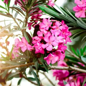 Pink Oleander Plants - Pack of 2 Outdoor Flower Plants 4-6 Inch Tall