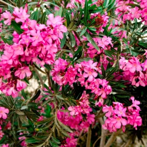 Pink Oleander Plants - Pack of 2 Outdoor Flower Plants 4-6 Inch Tall