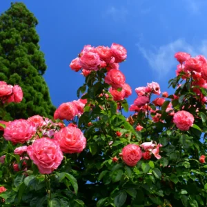 Pink Rose Plant Live Miniature Bush 2.5 Inch Pot Flower Plant