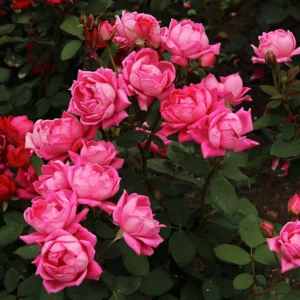 Pink Rose Plant Live Miniature Bush 2.5 Inch Pot Flower Plant