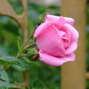 Pink Rose Plant Live Miniature Bush 2.5 Inch Pot Flower Plant