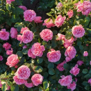 Pink Rose Plant Live Miniature Bush 2.5 Inch Pot Flower Plant