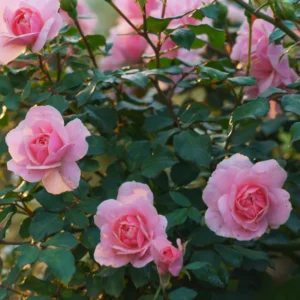 Pink Rose Plant Live Miniature Bush 2.5 Inch Pot Flower Plant