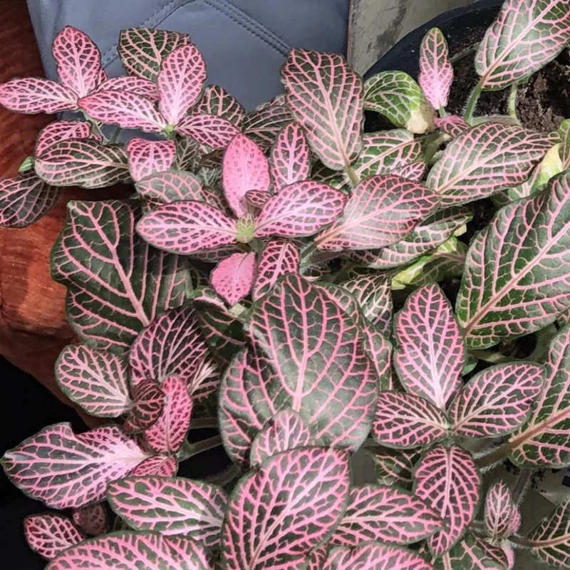 Pink Veined Nerve Plant - Fittonia Houseplant Live - 2.5 Inch Potted Indoor Plant