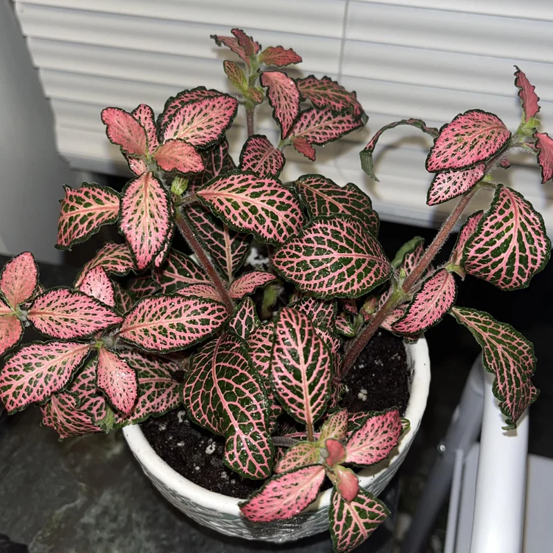 Pink Veined Nerve Plant - Fittonia Houseplant Live - 2.5 Inch Potted Indoor Plant