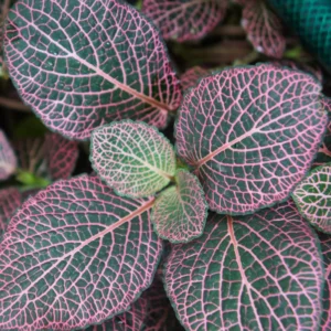 Pink Veined Nerve Plant - Fittonia Houseplant Live - 2.5 Inch Potted Indoor Plant