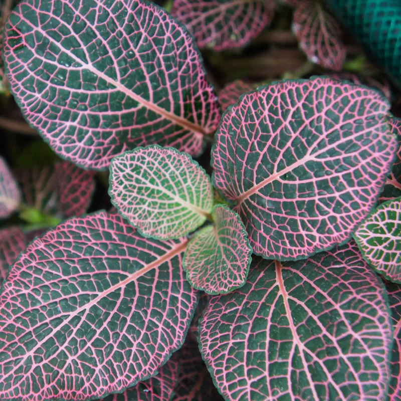 Pink Veined Nerve Plant - Fittonia Houseplant Live - 2.5 Inch Potted Indoor Plant