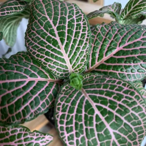 Pink Veined Nerve Plant - Fittonia Houseplant Live - 2.5 Inch Potted Indoor Plant