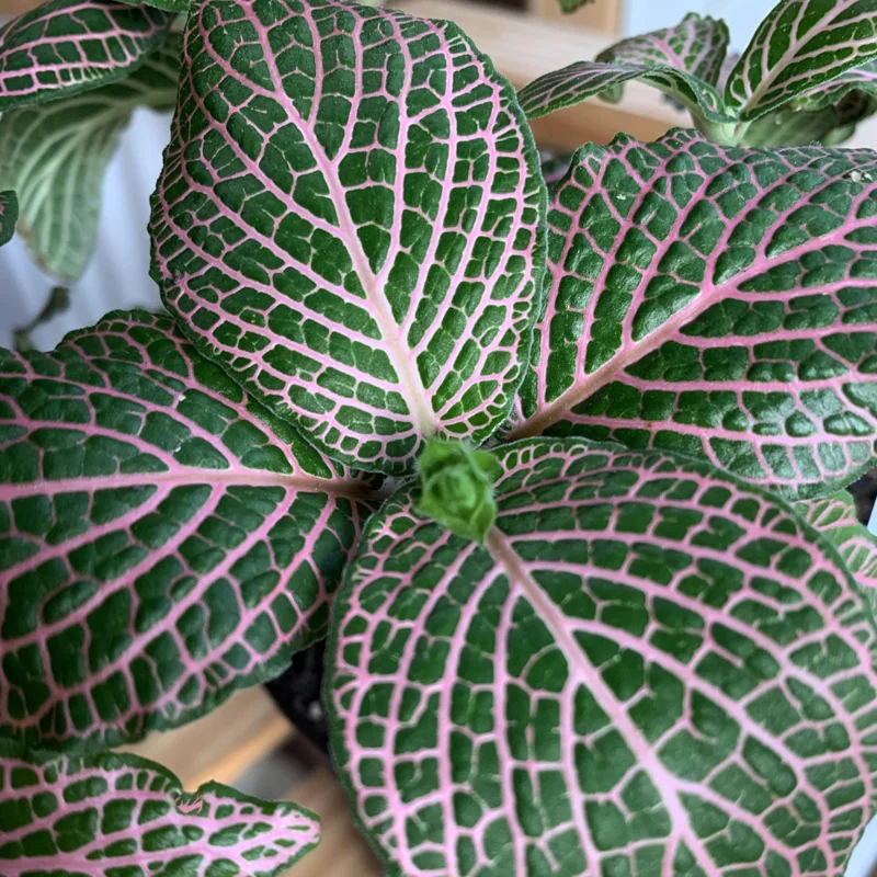 Pink Veined Nerve Plant - Fittonia Houseplant Live - 2.5 Inch Potted Indoor Plant