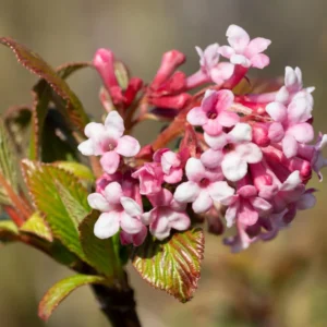 Pink Viburnum Bush Live Plant - 6-12 Inch Size - Potted Shrub