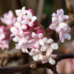 Pink Viburnum Bush Live Plant - 6-12 Inch Size - Potted Shrub