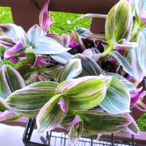 Pink Wandering Jew Tradescantia Nanouk - Rare 4 Inch Houseplant