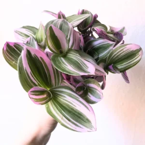 Pink Wandering Jew Tradescantia Nanouk - Rare 4 Inch Houseplant