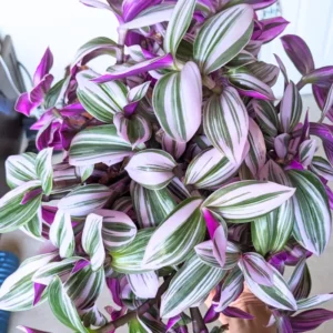 Pink Wandering Jew Tradescantia Nanouk - Rare 4 Inch Houseplant