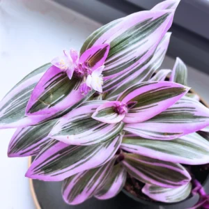 Pink Wandering Jew Tradescantia Nanouk - Rare 4 Inch Houseplant