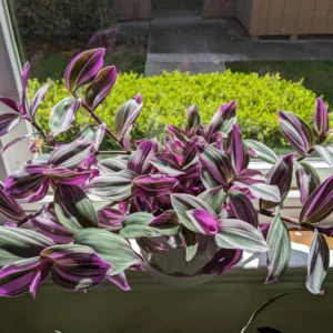 Pink Wandering Jew Tradescantia Nanouk - Rare 4 Inch Houseplant