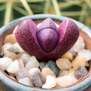 Pleiospilos Royal Flush Purple Rare Succulent - 3 Inch Lithop
