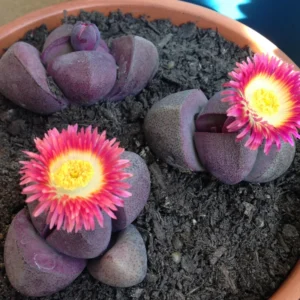 Pleiospilos Royal Flush Purple Rare Succulent - 3 Inch Lithop