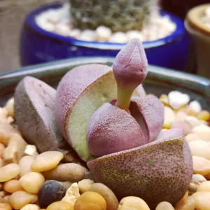 Pleiospilos Royal Flush Purple Rare Succulent - 3 Inch Lithop