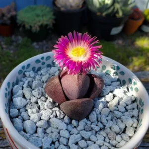 Pleiospilos Royal Flush Purple Rare Succulent - 3 Inch Lithop