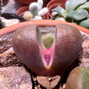 Pleiospilos Royal Flush Purple Rare Succulent - 3 Inch Lithop
