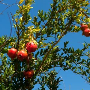 Pomegranate Tree Plant 2 to 3 Ft Sweet Fruits 1 Gal Pot