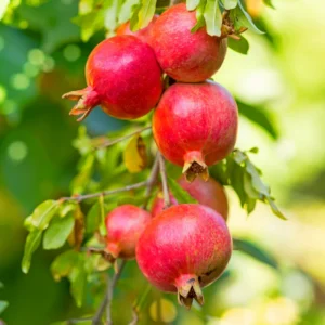Pomegranate Trees Live Plants - 2 to 3 Feet Tall, 1 Gallon Pot